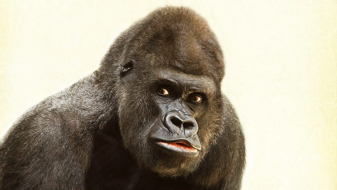 6 Signalen dat jouw bewindvoerder je kaal plukt