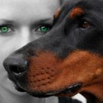We zien het hoofd van een hond die wakend voor een vrouw staat. Hij kijkt zelfverzkerd naar de omgeving.