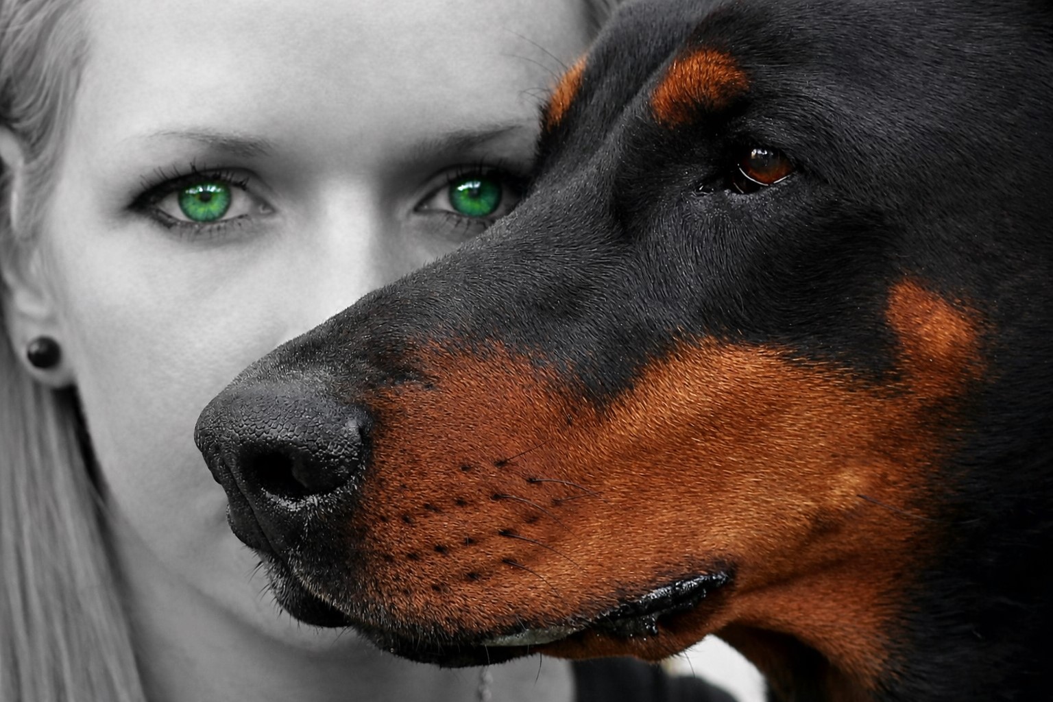 We zien het hoofd van een hond die wakend voor een vrouw staat. Hij kijkt zelfverzkerd naar de omgeving.